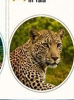 Leopard, Yala National Park